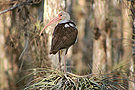 Ibis